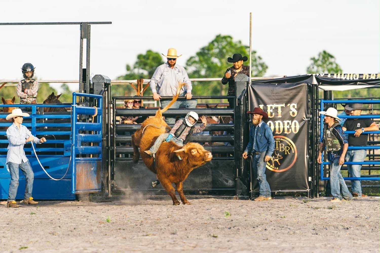 Touro saindo da porteira com o banner do Tex Brothers Ranch ao fundo